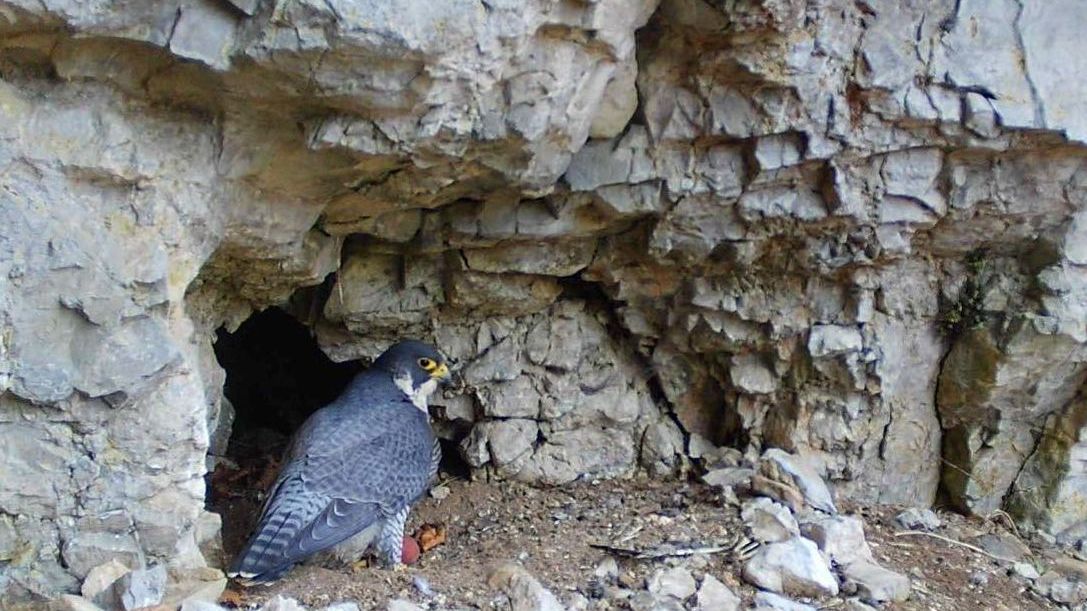 U jeskyně Jáchymka v Moravském krasu zahnízdili sokoli, oblíbená stezka přes ni je uzavřena